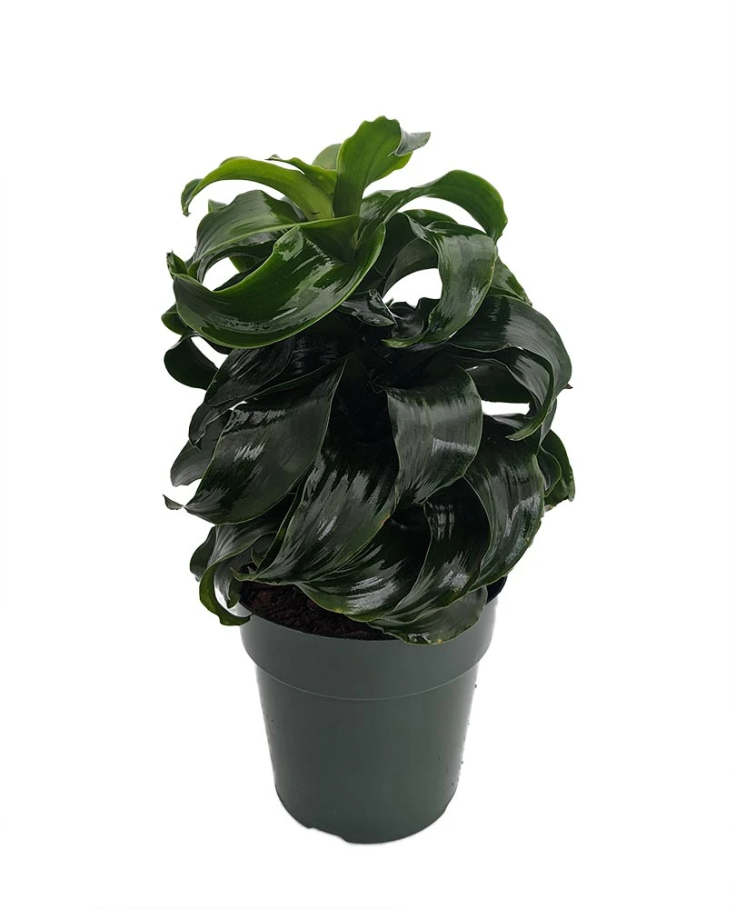 Twister Dragon Tree - Dracaena Fragrans - 6" Pot - Easy To Grow House Plant 3 Twister Dragon Tree - Dracaena Fragrans - 6" Pot - Easy To Grow House Plant