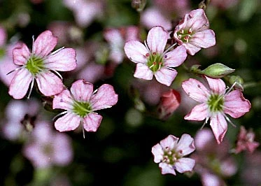 Pink Creeping Babies Breath Plant - Gypsophila Repens Rosea - Quart Pot 4 Pink Creeping Babies Breath Plant - Gypsophila Repens Rosea - Quart Pot - Image 2