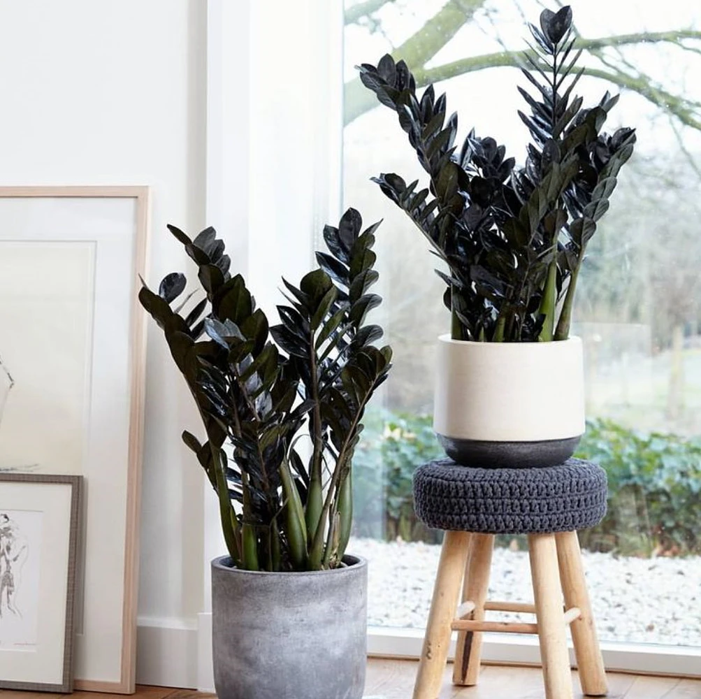 Rare Black Raven ZZ Plant - Zamioculcas Zamiifolia - 6" Pot - Collector's 7 Rare Black Raven ZZ Plant - Zamioculcas Zamiifolia - 6" Pot - Collector's - Image 5