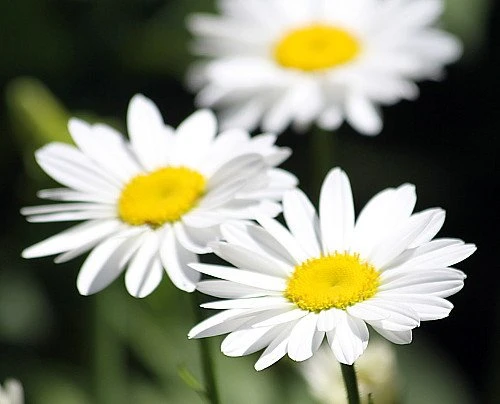 Becky Shasta Daisy - Leucanthemum - 2003 Plant Of The Year - Quart Pot 3 Becky Shasta Daisy - Leucanthemum - 2003 Plant Of The Year - Quart Pot