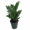 Rare ZZ Plant - Zamioculcas Zamiifolia - Hardy House Plant - 6" Pot 2 Rare ZZ Plant - Zamioculcas Zamiifolia - Hardy House Plant - 6" Pot -Cheap Plants Store apihdhnuq 45613.1592325166
