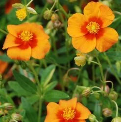 Bronze Carpet Sun Rose - Helianthemum - Quart Pot 7 Bronze Carpet Sun Rose - Helianthemum - Quart Pot -Cheap Plants Store apihqhhuu 76135.1592323452