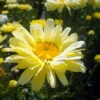 Spellbook Lumos Shasta Daisy - Leucanthemum - Quart Pot - Summer Blooming 1 Spellbook Lumos Shasta Daisy - Leucanthemum - Quart Pot - Summer Blooming -Cheap Plants Store apihqog1z 84114.1592324056