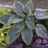 Shadowland Wu La La Hosta - Shade Lover - Gallon Pot - Proven Winners 2 Shadowland Wu La La Hosta - Shade Lover - Gallon Pot - Proven Winners -Cheap Plants Store apihtskna 57490.1592323416
