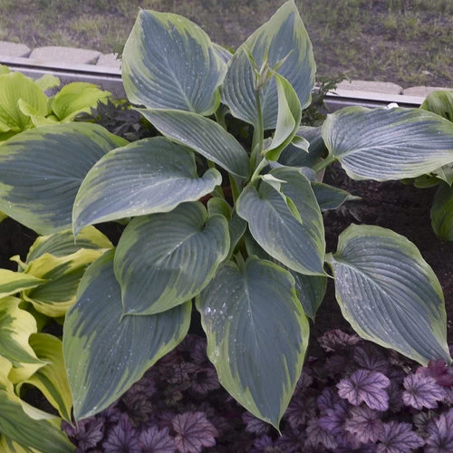 Shadowland Wu La La Hosta - Shade Lover - Gallon Pot - Proven Winners 3 Shadowland Wu La La Hosta - Shade Lover - Gallon Pot - Proven Winners