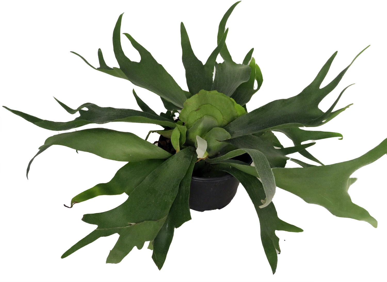 Staghorn Fern - Platycerium Biforcatum - Exotic Houseplant - 6" Pot 4 Staghorn Fern - Platycerium Biforcatum - Exotic Houseplant - 6" Pot - Image 2