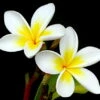 White Plumeria Plant - Frangipani - 4" Pot 2 White Plumeria Plant - Frangipani - 4" Pot -Cheap Plants Store apiid74zn 55558.1592333585