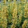 Yellow Kudos Hummingbird Mint - Agastache - Anise Hyssop - Hardy - Quart Pot 1 Yellow Kudos Hummingbird Mint - Agastache - Anise Hyssop - Hardy - Quart Pot -Cheap Plants Store apiip6nuu 29871.1592324824