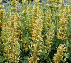Yellow Kudos Hummingbird Mint - Agastache - Anise Hyssop - Hardy - Quart Pot
