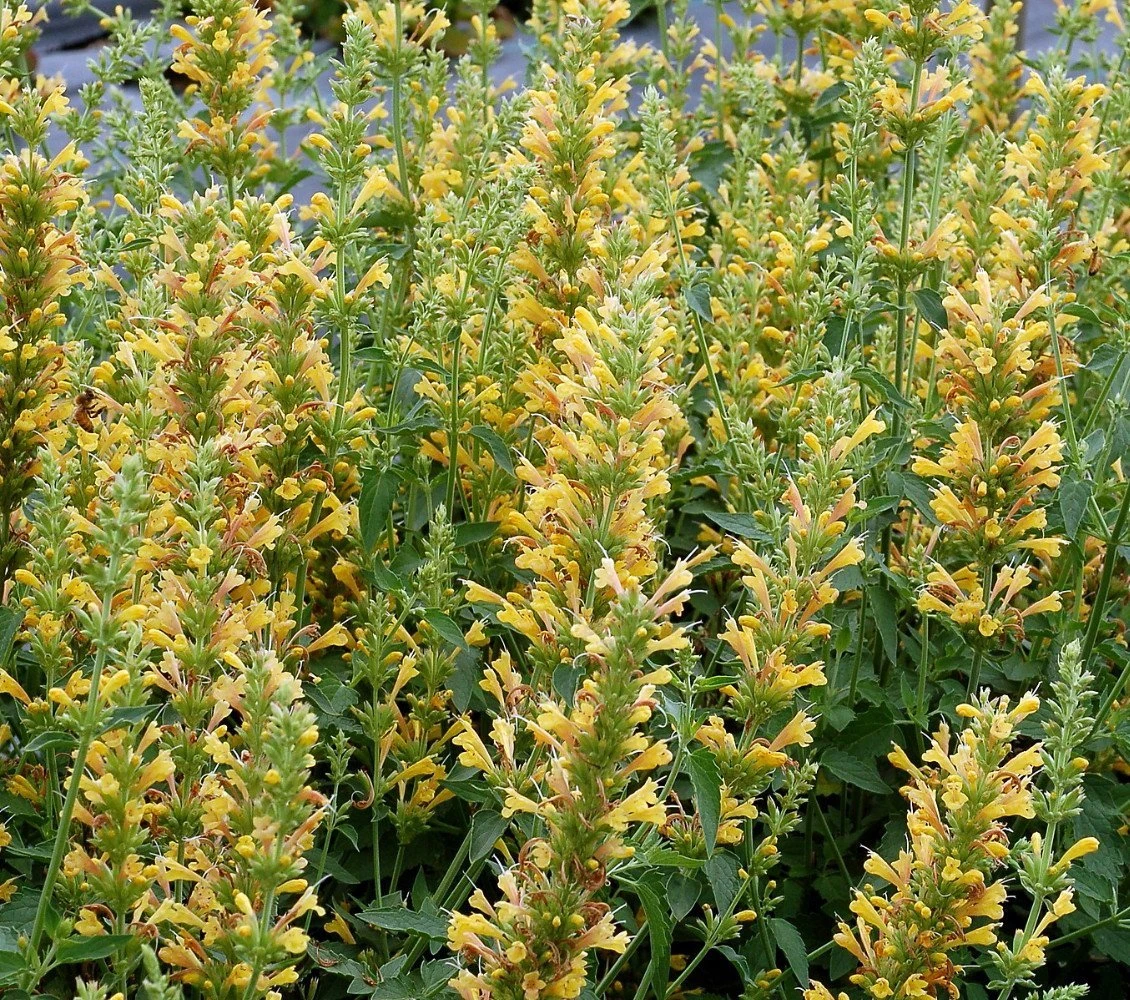 Yellow Kudos Hummingbird Mint - Agastache - Anise Hyssop - Hardy - Quart Pot 3 Yellow Kudos Hummingbird Mint - Agastache - Anise Hyssop - Hardy - Quart Pot