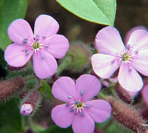 Soapwort Perennial - Saponaria Ocymoides - Quart Pot 3 Soapwort Perennial - Saponaria Ocymoides - Quart Pot
