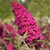 BUZZ™ Velvet Butterfly Bush - Compact/Short - Heavy Blooms -Gallon Pot- Buddleia 2 BUZZ™ Velvet Butterfly Bush - Compact/Short - Heavy Blooms -Gallon Pot- Buddleia -Cheap Plants Store apiiyzsvd 25066.1592333690