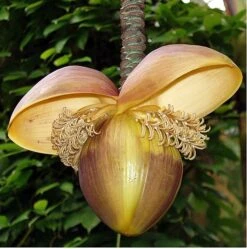 Winter Hardy Basjoo Banana Plant - Musa - 6" Pot 9 Winter Hardy Basjoo Banana Plant - Musa - 6" Pot -Cheap Plants Store apij5mtgo 51844.1592332359