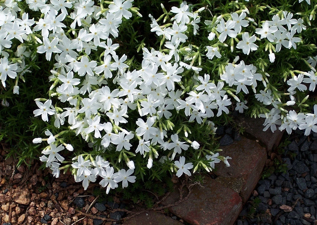 White Delight Creeping Phlox Perennial - Quart Pot 4 White Delight Creeping Phlox Perennial - Quart Pot - Image 2