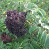 Wyldewood Elderberry Perennial Shrub - Sambucus - Native - 3.25" Pot 2 Wyldewood Elderberry Perennial Shrub - Sambucus - Native - 3.25" Pot -Cheap Plants Store apijfkltt 41363.1592326757