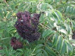 Wyldewood Elderberry Perennial Shrub - Sambucus - Native - 3.25" Pot