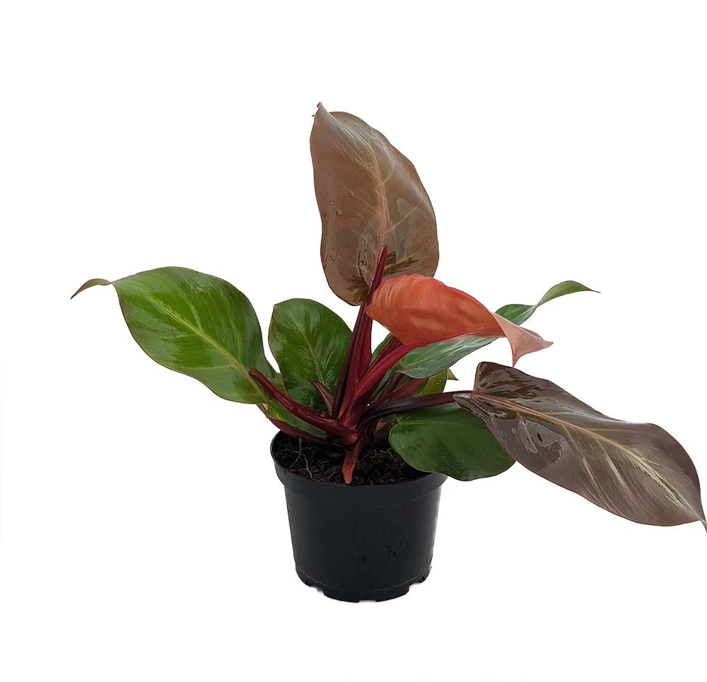 McColley's Finale Philodendron - Easy To Grow - 6" Pot - Collector's Series 3 McColley's Finale Philodendron - Easy To Grow - 6" Pot - Collector's Series