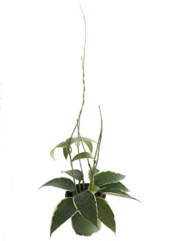 SALE - Rare Macro Wax Plant - Hoya Macrophylla - Collector's Series - 4.5" Hanging Basket 9 SALE - Rare Macro Wax Plant - Hoya Macrophylla - Collector's Series - 4.5" Hanging Basket -Cheap Plants Store apikfeq9w 67771.1592324563