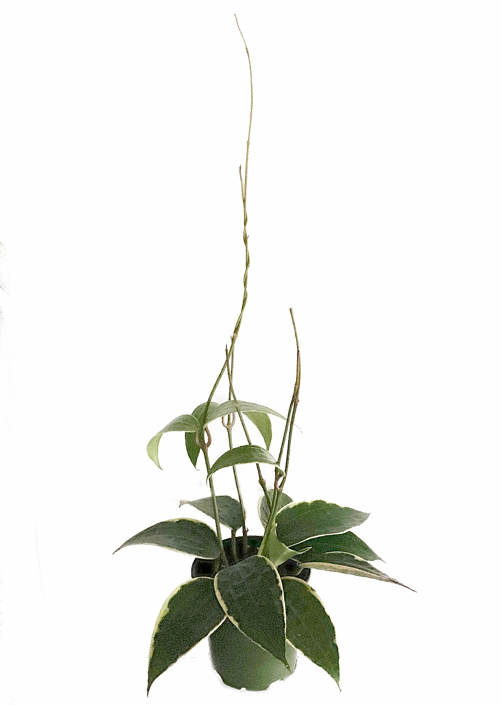 SALE - Rare Macro Wax Plant - Hoya Macrophylla - Collector's Series - 4.5" Hanging Basket 6 SALE - Rare Macro Wax Plant - Hoya Macrophylla - Collector's Series - 4.5" Hanging Basket - Image 4