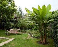 Winter Hardy Basjoo Banana Plant - Musa - 6" Pot