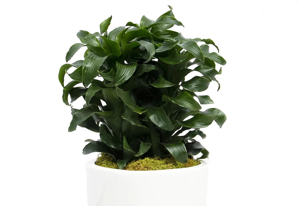 Twister Dragon Tree - Dracaena Fragrans - 6" Pot - Easy To Grow House Plant 5 Twister Dragon Tree - Dracaena Fragrans - 6" Pot - Easy To Grow House Plant - Image 3
