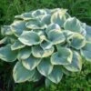 Robert Frost Hosta - Live Plant Quart Pot 1 Robert Frost Hosta - Live Plant Quart Pot -Cheap Plants Store apiklb7hg 62836.1609281547