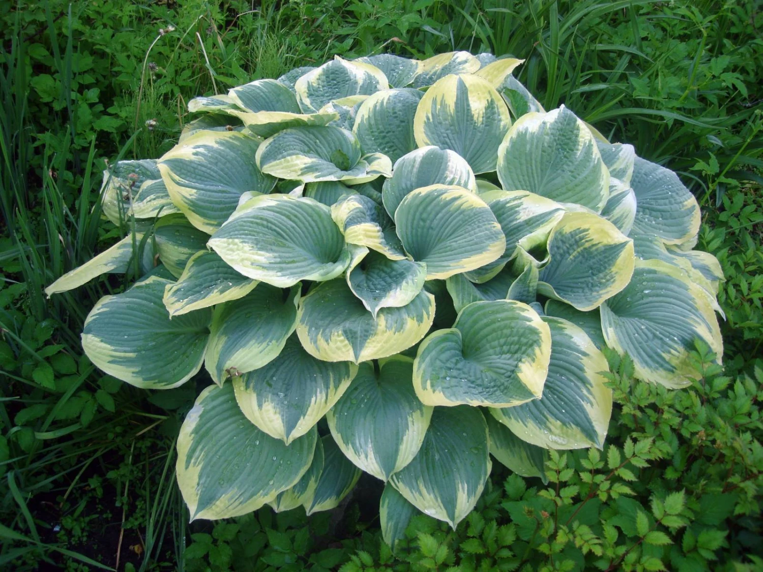 Robert Frost Hosta - Live Plant Quart Pot 3 Robert Frost Hosta - Live Plant Quart Pot