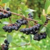 Viking Chokeberry Plant - Aronia - Shrub/Bonsai/Wine - 3.25" Pot 2 Viking Chokeberry Plant - Aronia - Shrub/Bonsai/Wine - 3.25" Pot -Cheap Plants Store apikql9bk 41341.1592329153