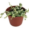 Frosted String Of Pearls - Senecio - Easy To Grow Succulent - 2.5" Pot 2 Frosted String Of Pearls - Senecio - Easy To Grow Succulent - 2.5" Pot -Cheap Plants Store apilb5ttl 50516.1652814997