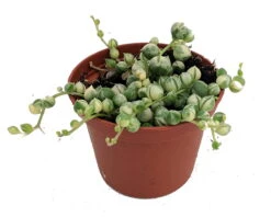 Frosted String Of Pearls - Senecio - Easy To Grow Succulent - 2.5" Pot