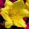 Happy Returns Reblooming Daylily - Hemerocallis - Quart Pot 2 Happy Returns Reblooming Daylily - Hemerocallis - Quart Pot -Cheap Plants Store apilebunl 07462.1592318729
