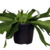 Staghorn Fern - Platycerium Biforcatum - Exotic Houseplant - 6" Pot 2 Staghorn Fern - Platycerium Biforcatum - Exotic Houseplant - 6" Pot -Cheap Plants Store apilec6de 81803.1592324956