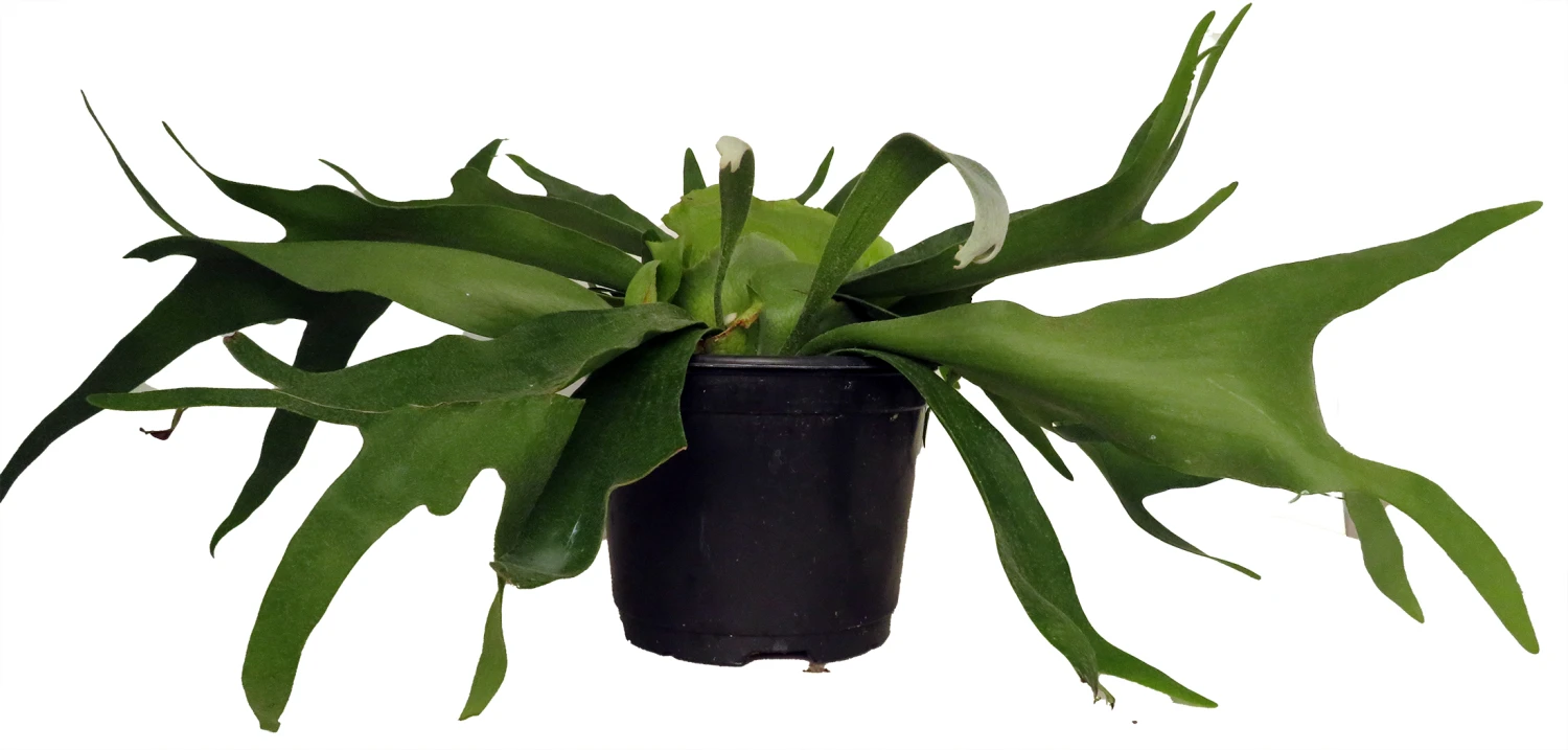 Staghorn Fern - Platycerium Biforcatum - Exotic Houseplant - 6" Pot 3 Staghorn Fern - Platycerium Biforcatum - Exotic Houseplant - 6" Pot