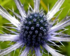Blue Glitter Sea Holly Perennial - Eryngium - Live Plant - Quart Pot 9 Blue Glitter Sea Holly Perennial - Eryngium - Live Plant - Quart Pot -Cheap Plants Store apilgkmqb 78182.1592323724