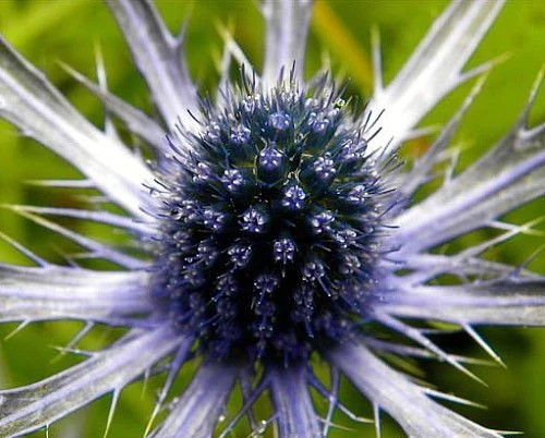 Blue Glitter Sea Holly Perennial - Eryngium - Live Plant - Quart Pot 6 Blue Glitter Sea Holly Perennial - Eryngium - Live Plant - Quart Pot - Image 4