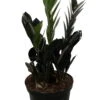Rare Black Raven ZZ Plant - Zamioculcas Zamiifolia - 6" Pot - Collector's 1 Rare Black Raven ZZ Plant - Zamioculcas Zamiifolia - 6" Pot - Collector's -Cheap Plants Store apilp0zz7 95988.1640122347
