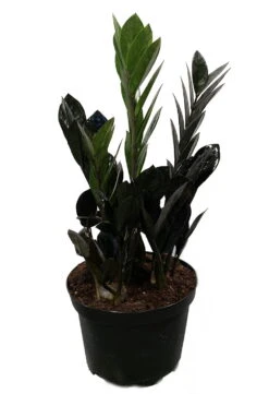 Rare Black Raven ZZ Plant - Zamioculcas Zamiifolia - 6" Pot - Collector's