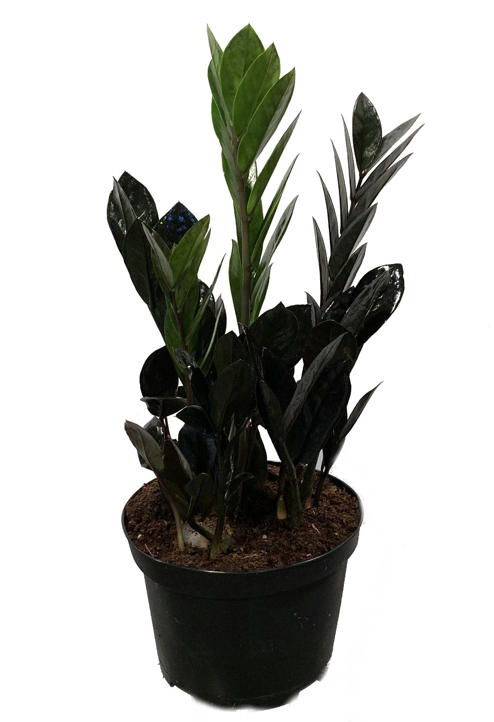 Rare Black Raven ZZ Plant - Zamioculcas Zamiifolia - 6" Pot - Collector's 3 Rare Black Raven ZZ Plant - Zamioculcas Zamiifolia - 6" Pot - Collector's