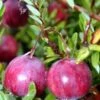 American Pilgrim Cranberry Bush - Great Groundcover - Delicious - 3.25" Pot 2 American Pilgrim Cranberry Bush - Great Groundcover - Delicious - 3.25" Pot -Cheap Plants Store apilxpeqn 36990.1592323365