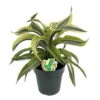 Lemon Surprise Madagascar Dragon Tree-Dracaena- 6" Pot- Easy To Grow House Plant 1 Lemon Surprise Madagascar Dragon Tree-Dracaena- 6" Pot- Easy To Grow House Plant -Cheap Plants Store apim1v9xp 77091.1592318159