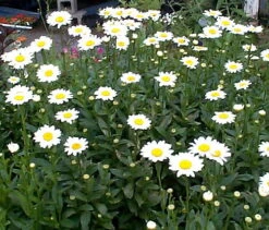 Becky Shasta Daisy - Leucanthemum - 2003 Plant Of The Year - Quart Pot 7 Becky Shasta Daisy - Leucanthemum - 2003 Plant Of The Year - Quart Pot -Cheap Plants Store apim3f2yt 50263.1592323216