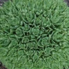 Thundercloud Sedum - Hardy Perennial Groundcover - Quart Pot 2 Thundercloud Sedum - Hardy Perennial Groundcover - Quart Pot -Cheap Plants Store apim64suf 06024.1592326178