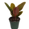 Bird's Nest Anthurium Superbum - Easy To Grow - 4" Pot - Collector's Series 1 Bird's Nest Anthurium Superbum - Easy To Grow - 4" Pot - Collector's Series -Cheap Plants Store apimb2r7y 38610.1592326985