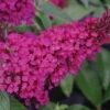 BUZZ™ Hot Raspberry Butterfly Bush - Compact - Heavy Blooms -Gallon Pot-Buddleia 1 BUZZ™ Hot Raspberry Butterfly Bush - Compact - Heavy Blooms -Gallon Pot-Buddleia -Cheap Plants Store apimqxugz 90241.1592331498