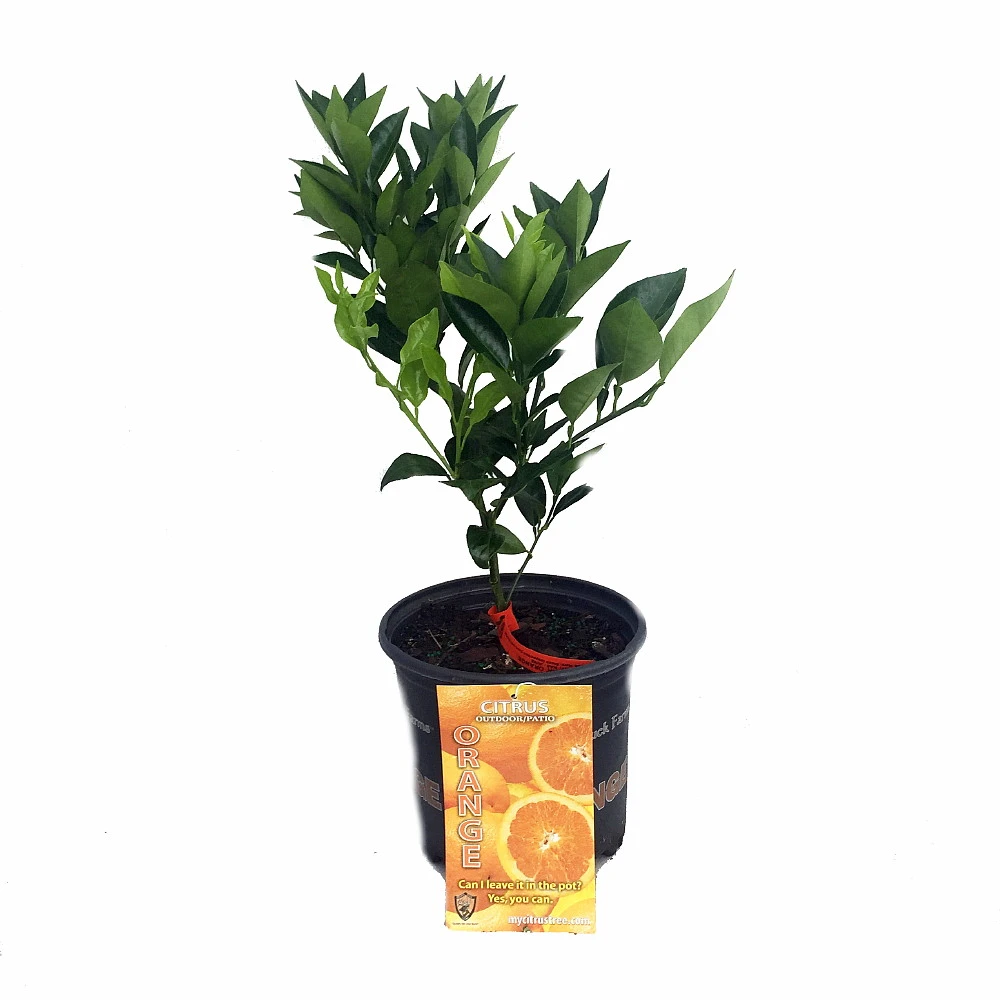 Valencia Orange Tree - Indoors/Out -8" Pot-NO SHIPPING TO TX, FL, AZ, CA, LA, HI 2 Valencia Orange Tree - Indoors/Out -8" Pot-NO SHIPPING TO TX, FL, AZ, CA, LA, HI