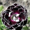 Velvet N Lace Dianthus Perennial - Live Plant - Quart Pot 1 Velvet N Lace Dianthus Perennial - Live Plant - Quart Pot -Cheap Plants Store apimwe9kn 39685.1644927766