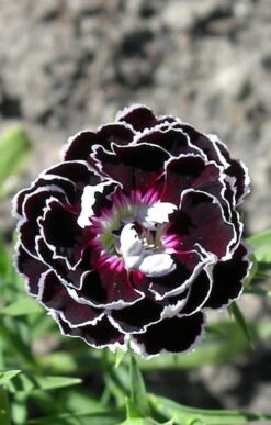Velvet N Lace Dianthus Perennial - Live Plant - Quart Pot