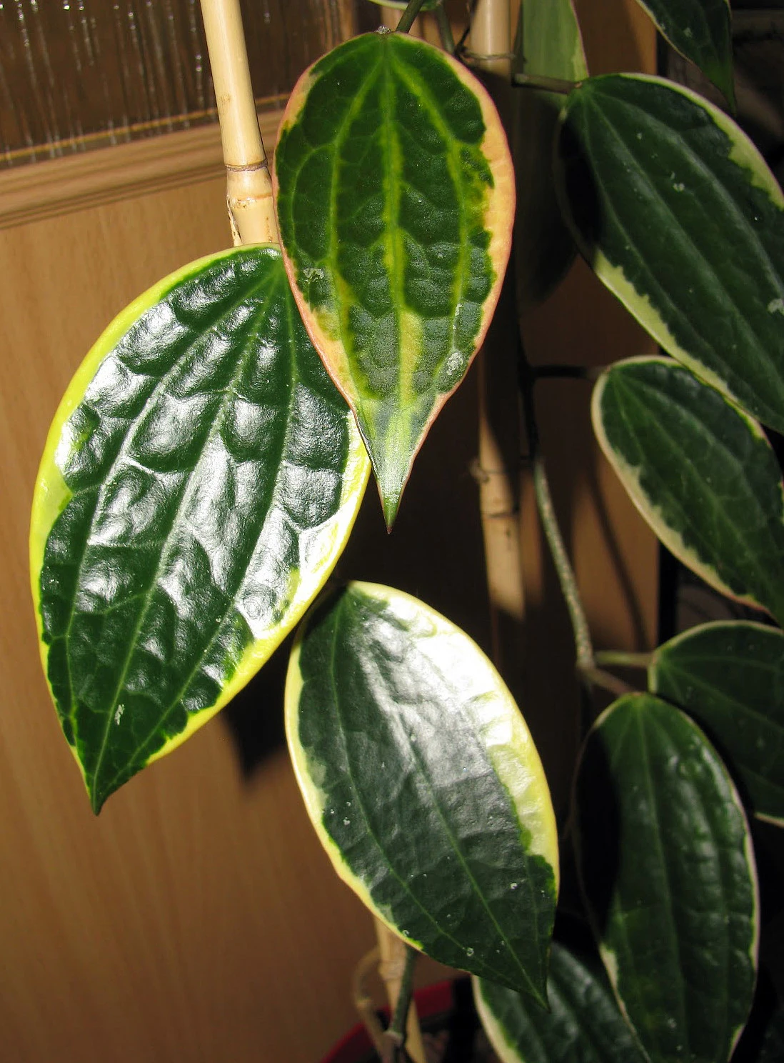 SALE - Rare Macro Wax Plant - Hoya Macrophylla - Collector's Series - 4.5" Hanging Basket 4 SALE - Rare Macro Wax Plant - Hoya Macrophylla - Collector's Series - 4.5" Hanging Basket - Image 2