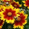 Up Tick Yellow & Red Coreopsis - Tickseed - Perennial - Live Plant - Quart Pot 1 Up Tick Yellow & Red Coreopsis - Tickseed - Perennial - Live Plant - Quart Pot -Cheap Plants Store apin1lp71 30244.1592323728