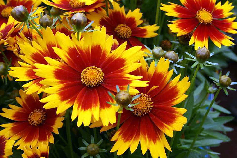 Up Tick Yellow & Red Coreopsis - Tickseed - Perennial - Live Plant - Quart Pot 3 Up Tick Yellow & Red Coreopsis - Tickseed - Perennial - Live Plant - Quart Pot